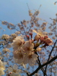 新横浜の桜