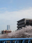 ランドマークタワーと桜
